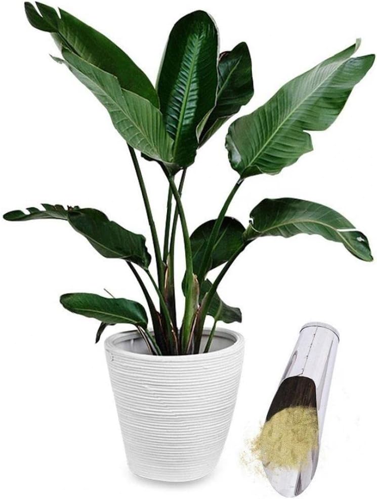 Edelstahl Schaufel für Blumenerde – Robuste Pflanzschaufel für Garten und Balkon