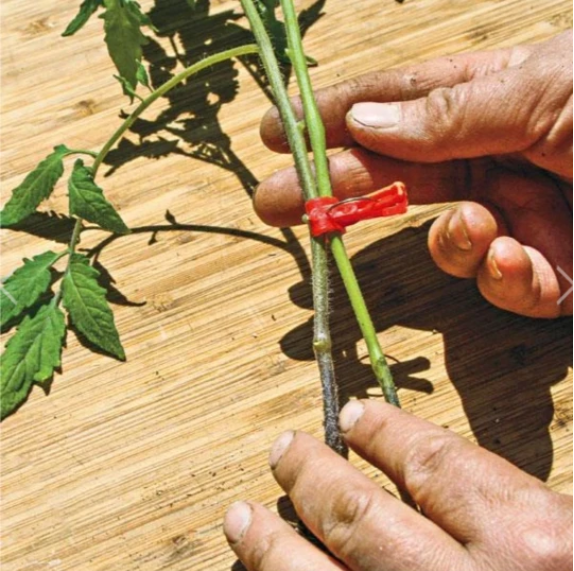 Kunststoff Veredelungsclips für Gartenpflanzen – Ideal für Gemüse und Pflanzenpflege