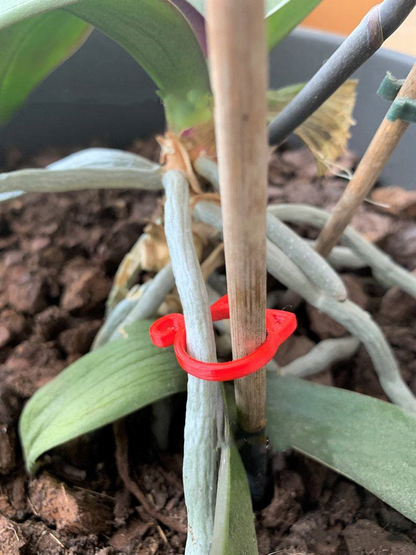 Katzenförmiger Pflanzclip – Niedliche Pflanzenstütze für Garten und Zimmerpflanzen