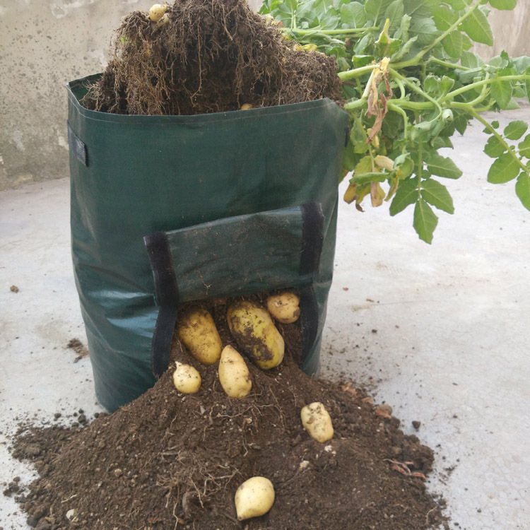 Pflanzsack für Kartoffeln – Wiederverwendbar und mit Sichtfenster