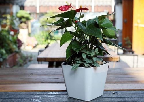 Blumentopf mit Bewässerungssystem – Selbstbewässernder Pflanztopf für Innen- und Außennutzung