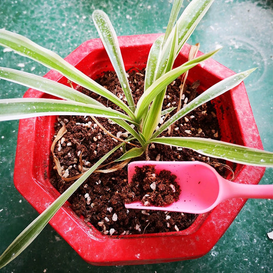 Kombinationsset für Sukkulenten-Pflanzwerkzeuge – Praktisches Set für die Pflege und Bepflanzung