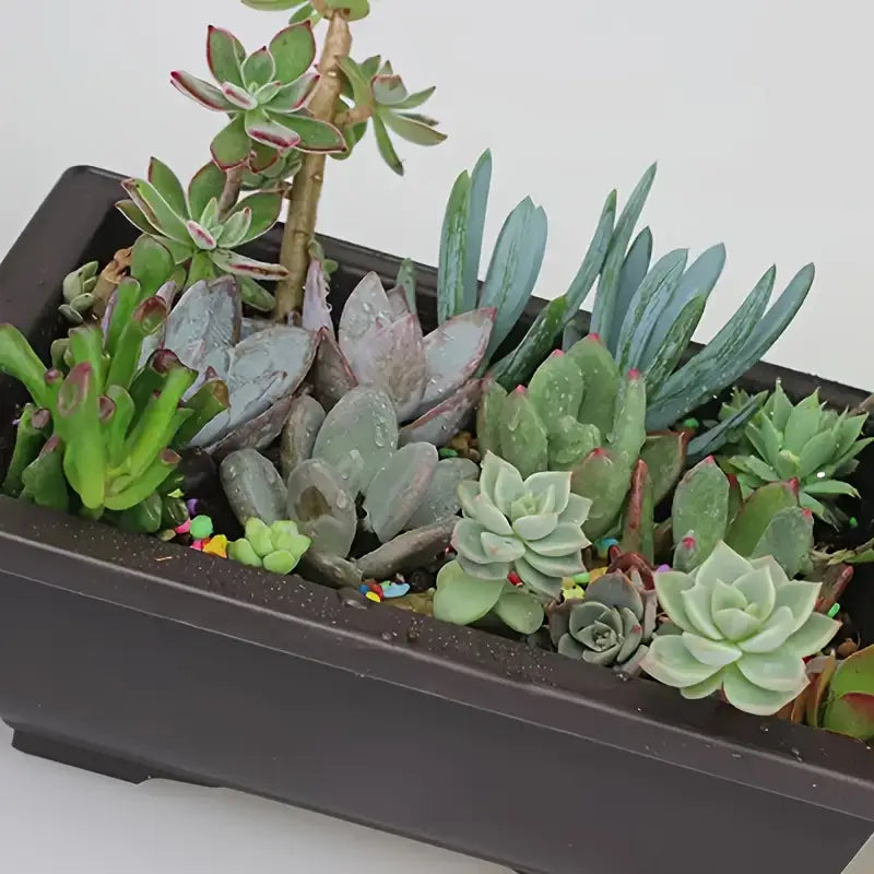 Pflanzkübel mit Untersetzer – Rechteckiger Blumentopf für Garten und Balkon
