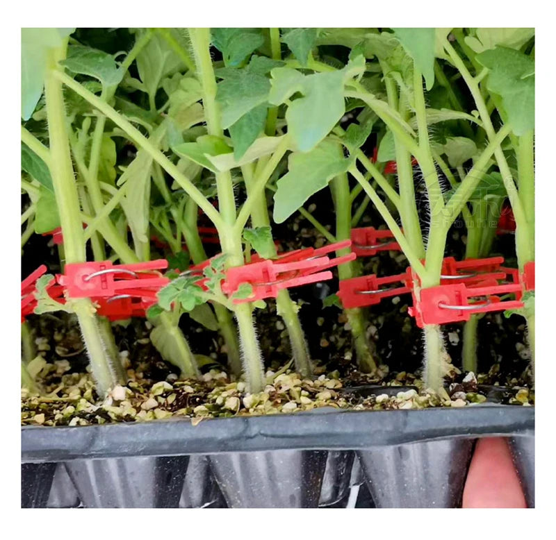 Kunststoff Veredelungsclips für Gartenpflanzen – Ideal für Gemüse und Pflanzenpflege