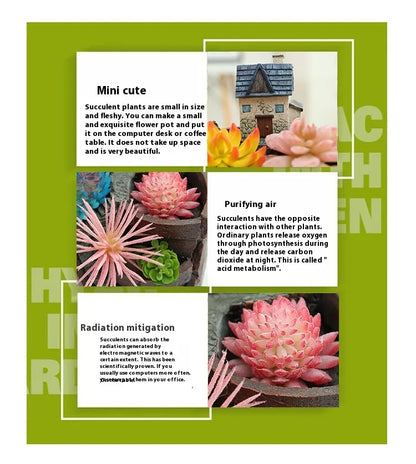 Sukkulent Dekorationsblumentopf für Mini-Garten – Bonsai Pflanztopf für Mikrolandschaft und Garten
